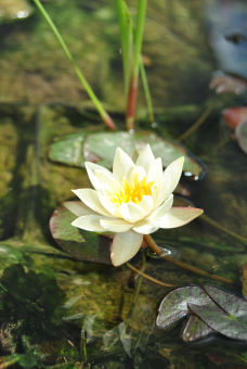 Seerose Nymphaea pygmaea Helvola 