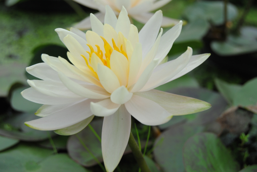 Seerose weiß Nymphaea "Hever White"(Hermine) 