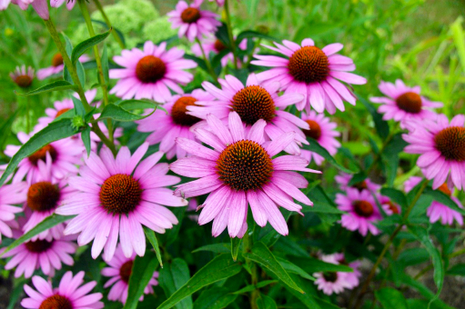 Sonnenhut Echinacea - purpurea 