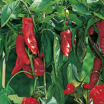 Spitzpaprika Lipari resistent im 11 cm Topf 