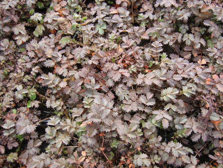 Stachelnüßchen Aceaena - microphylla Kupferteppich 