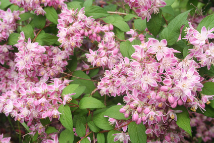 Sternchenstrauch Strawberry Fields - Deutzia 