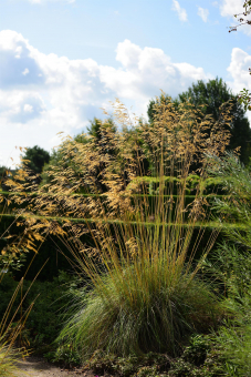 Stipa ( Federgras ) - gigantea 