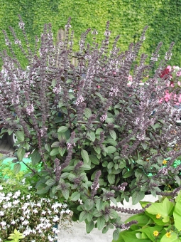 Strauchbasilikum Ocimum x hybrida Magic Blue® 