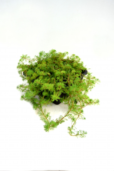 Teichkorb Myriophyllum verticellatum 