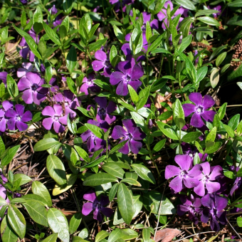 Vinca minor rotblühendes Immergrün 'Atropurpurea' 9x9 cm Topf, P0,5 9x9 cm Topf, P0,5