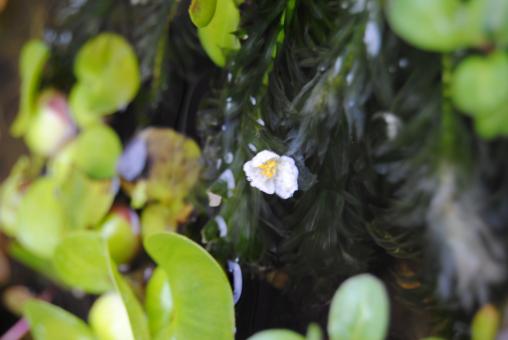 Wasserpest Elodea canadensis 