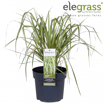 XXL Premium Reitgrass Calamagrostis x acutiflora Eldorado 