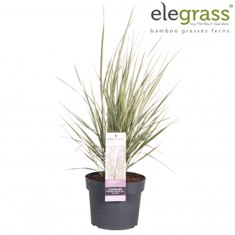 XXL Premium Reitgrass Calamagrostis x acutiflora Overdam 