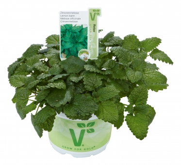 Zitronenmelisse Melissa officinalis Relax 