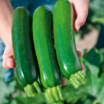 Zucchini Zodiac im 11 cm Topf 