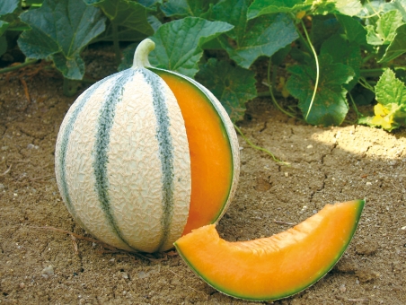Zuckermelone Anasta F1 Veredelt im 12 cm Topf 