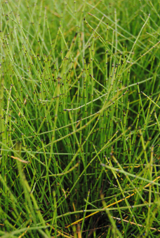 Zwergschachtelhalm Equisetum scirpoides 