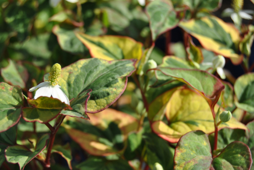 bunte Houttuynia Houttuynia cordata Var. 