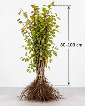 Hainbuche Weißbuche Hecke - Carpinus betulus Wurzelnackt, 2 jährig 40 - 60 cm