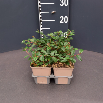 Teppichmispel / Kriechmispel cotoneaster dammeri 'Radicans' 9x9 cm - 0,5 Liter Topf 9x9 cm - 0,5 Liter Topf
