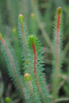 feines Tausendblatt Myriophyllum crispata 