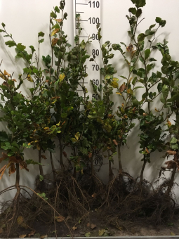 Rotbuche Hecke - Fagus sylvatica Wurzelnackt, 3 jährig 80 - 100 cm Wurzelnackt, 3 jährig | 80 - 100 cm