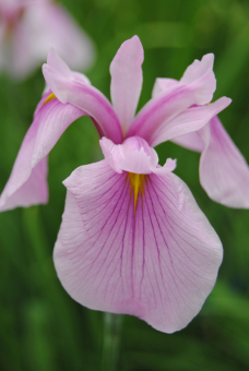 Sumpf-Schwertlilie Rose Queen Iris laevigata 