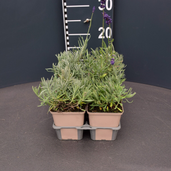 Lavendel Lavandula - angustifolia Hidcote Blue Topfgröße 9 cm - 0,5 Liter Topfgröße 9 cm - 0,5 Liter