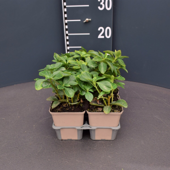 Dickmännchen Dickanthere Pachysandra - terminalis 9x9 cm Topf, P0,5 9x9 cm Topf, P0,5