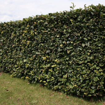 Rotbuchenhecke - Fagus sylvatica 