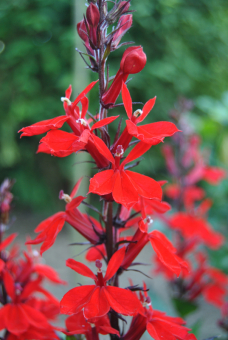 rotlaubige Lobelie Lobelia fulgens 
