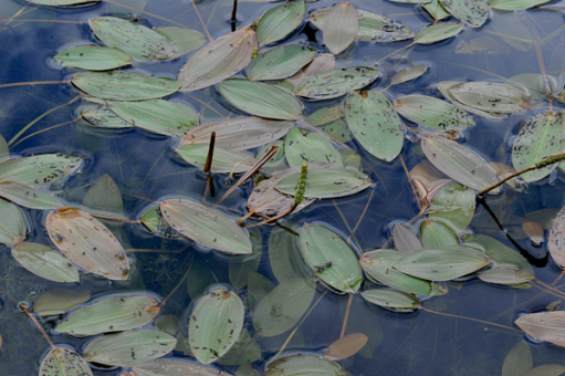 schwimmendes Laichkraut Potamogeton natans 