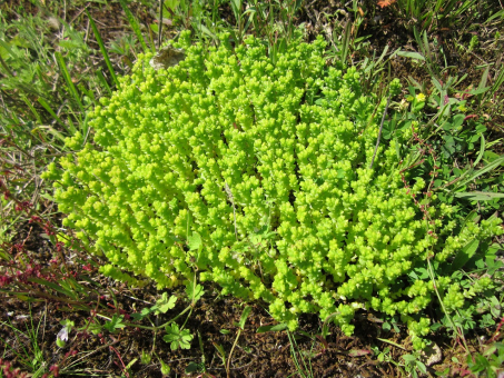 Scharfer Mauerpfeffer Sedum acre Yellow Queen 