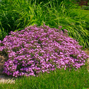 Seifenkraut Saponaria  - officinalis 