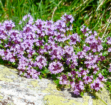 Frühblühender Thymian Red Carpet 