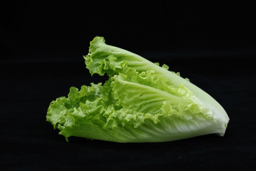 Salat Romanasalat als Wurzelballen 