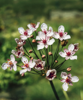 weisse Blumenbinse Butomus umbellatus Alba 