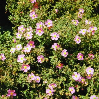 Immgergrüne Zistrose Cistus purpureus online kaufen