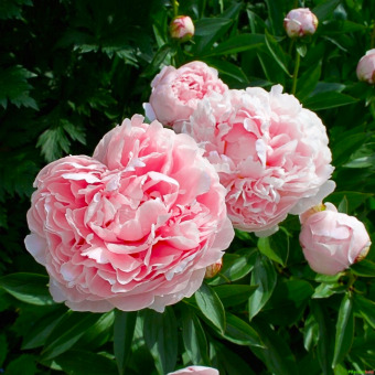 Pfingstrose Paeonia lactiflora 'Sarah Bernhardt' online kaufen