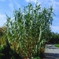 morepic-1