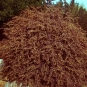 morepic-1