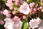 morepic-1