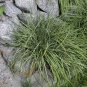 morepic-1