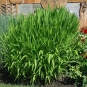 morepic-1