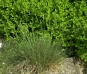 morepic-1