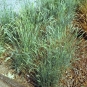 morepic-1