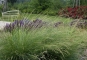 morepic-1