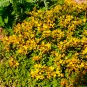 morepic-1