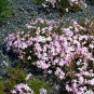morepic-1