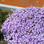 morepic-1