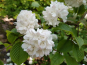 morepic-1