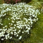 morepic-1