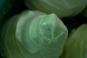 morepic-1