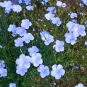 morepic-1